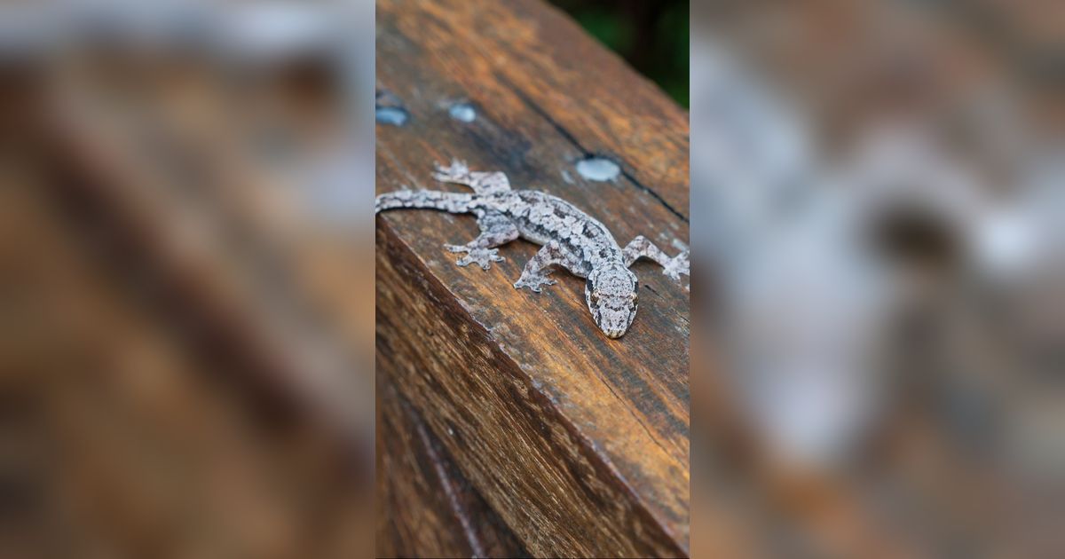 Terungkap 10 Tafsir Mimpi Cicak yang Akan Mengejutkan Anda