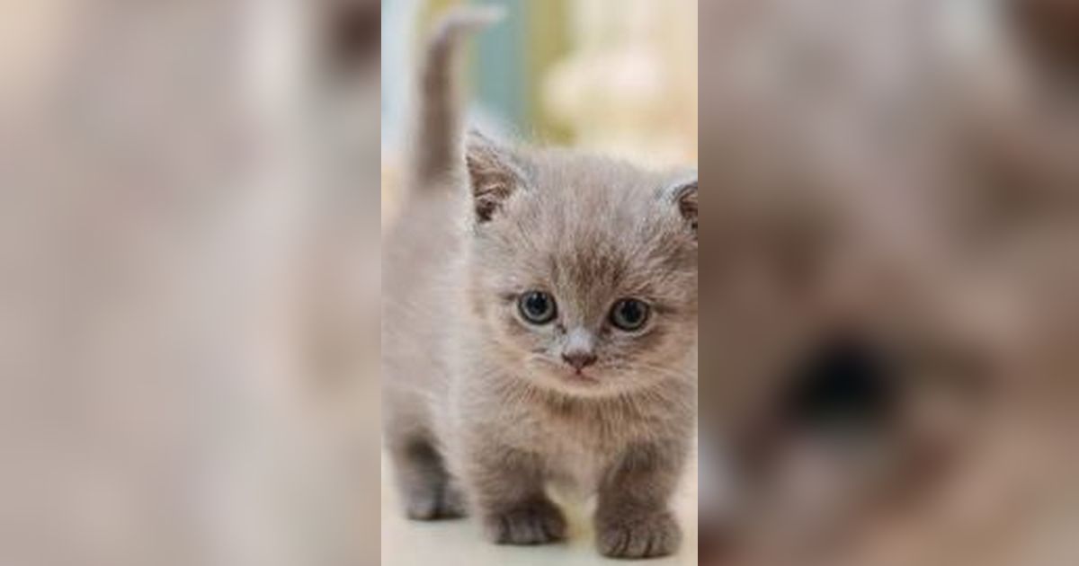 Jenis Kucing Kaki Pendek Imut,  Mempunyai Sederet Kelebihan dan Risiko Pelihara