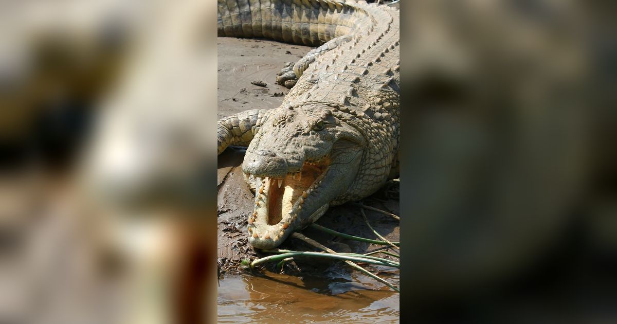 Bocah 9 Tahun Kritis Setelah Diserang Buaya di Taman Nasional Kakadu