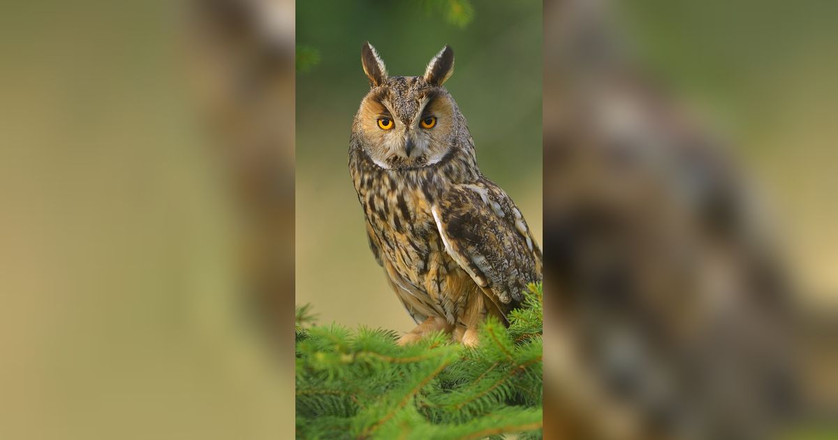 13 Jenis Burung Hantu Terbesar yang Masih Hidup di Dunia Ini