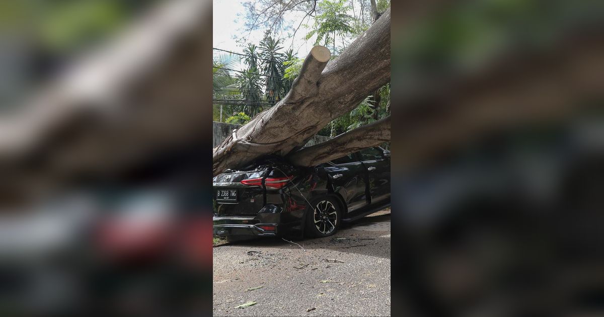 FOTO: Cuaca Cerah, Pohon Besar di Dekat Rumah Prabowo Tiba-Tiba Tumbang dan Timpa Mobil Sampai Ringsek