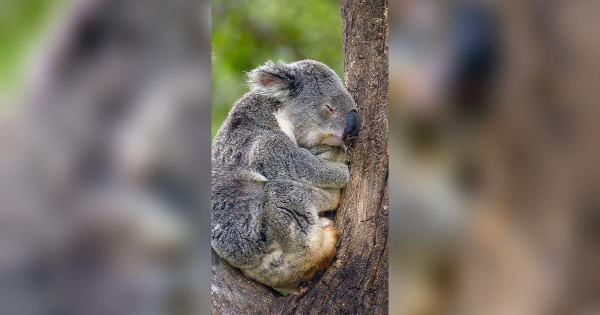 5 Hewan Mamalia yang Tidurnya Paling Lama, Ada yang Nyaris 1 Hari