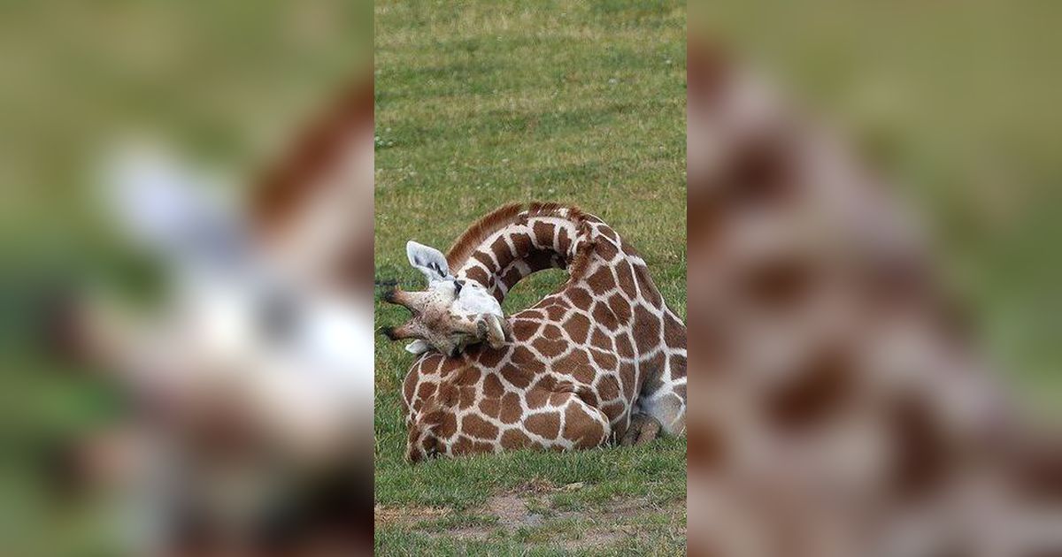 5 Hewan Mamalia yang Tidurnya Paling Singkat, Ada yang Seperti Ketiduran