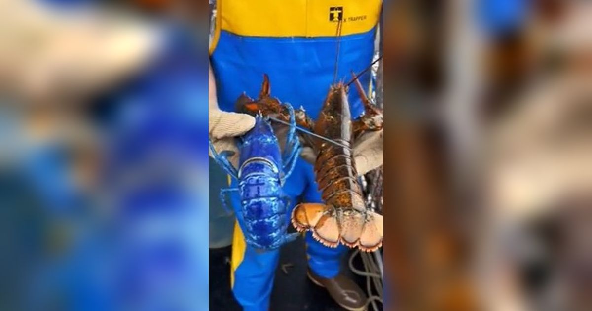 Nelayan Ini Tak Sengaja Temukan Lobster Biru Paling Langka di Dunia