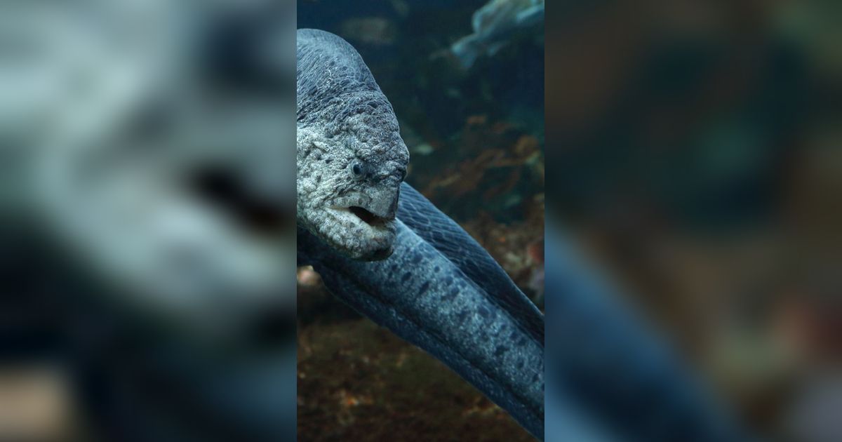Makhluk Laut Langka dengan Wujud Buruk Rupa Muncul, Bikin Kaget