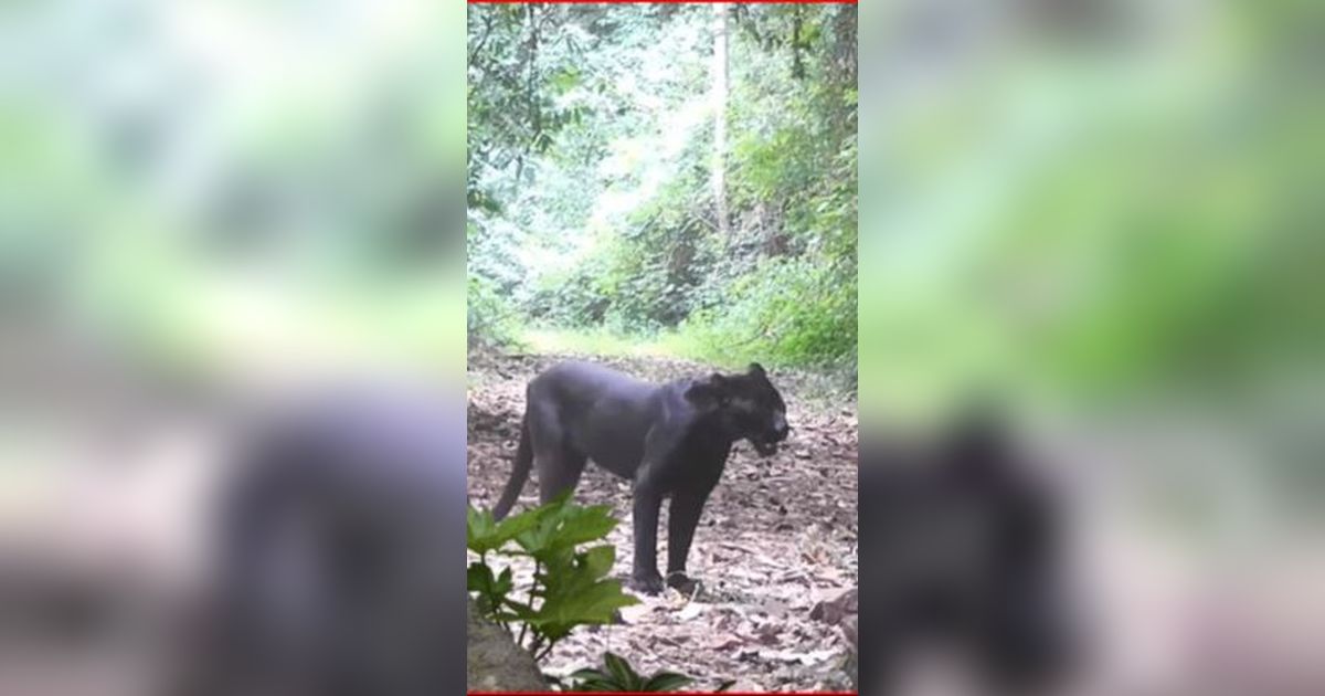 Masih dapat Ditemui walau Mulai Langka, Begini Kehidupan Satwa Macan di Hutan Blora