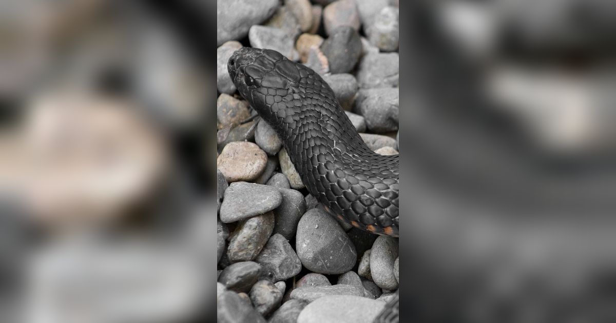 11 Arti Mimpi Ular Hitam yang Mengagetkan, Pertanda Cemas dan Ancaman dalam Kehidupan Nyata