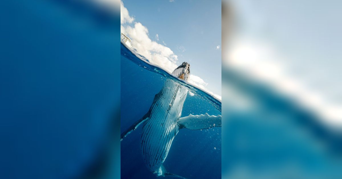 Paus Biru Terbesar di Dunia yang Pernah Terekam, Jauh Melebihi Ukuran Dinosaurus!