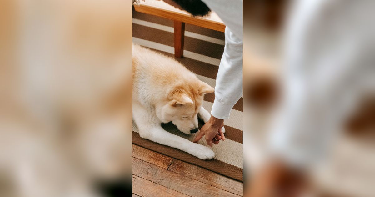 Najis Anjing Tidak Dijelaskan Terperinci dalam Al-Quran, Begini Penjelasan Para Ulama dalam Kitab Fikih