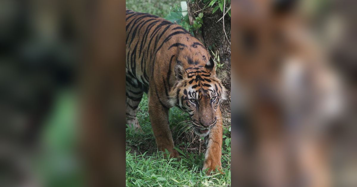 FOTO: Bertubuh Kurus, Ini Penampakan Harimau Sumatera di Medan Zoo yang Bikin Miris
