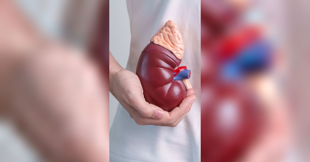 Heboh Caleg Jual Ginjal untuk Biaya Kampanye, Ketahui Risiko Hidup dengan Satu Ginjal