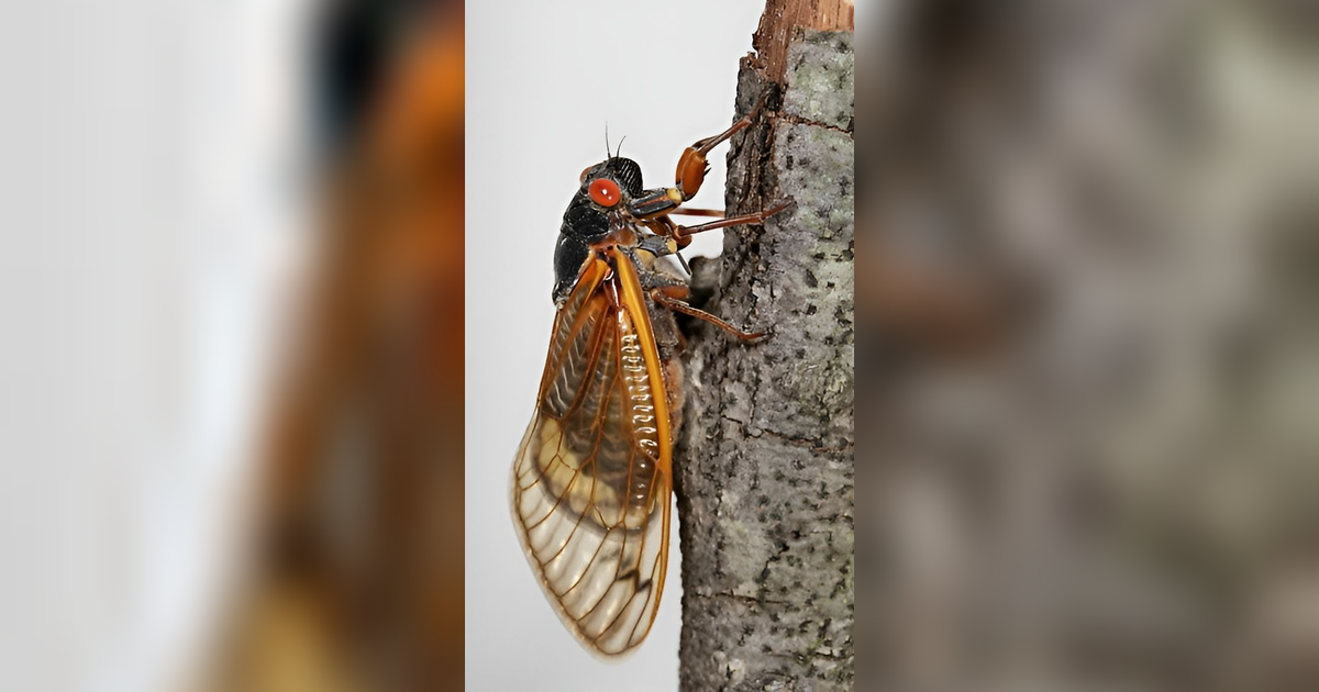 Hilang 221 Tahun Lalu, Hewan Ini Tiba-Tiba 'Bangkit' dari Kepunahan