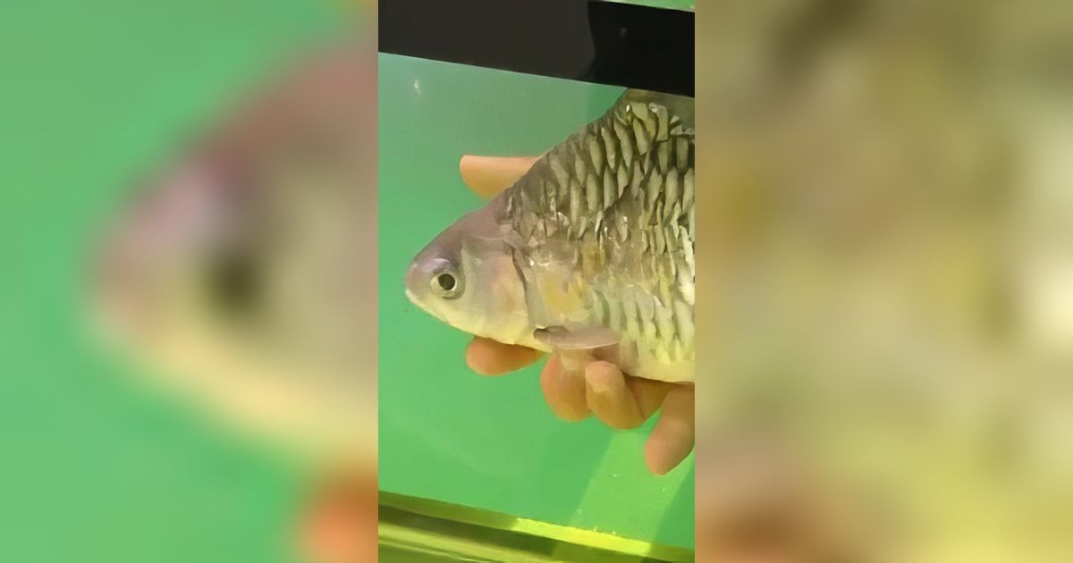 Di Luar Nalar! Meski Tanpa Ekor dan Separuh Badannya Hilang, Ikan Ini Tetap Hidup: Jadi Binatang Sirkus Dadakan