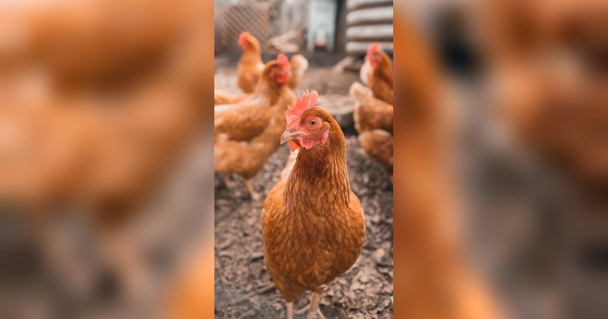 Ilmuwan Sebut Kebanyakan Manusia Mampu Pahami Perasaan Ayam