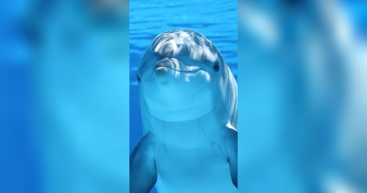 Vaquita, Lumba-Lumba Kecil yang Jadi Hewan Paling Langka di Dunia