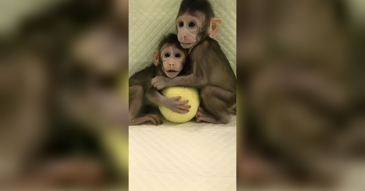 Ilmuwan Perkenalkan Keberhasilan Mereka Kloning Seekor Monyet yang Hidup!
