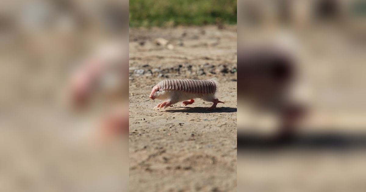 Armadillo Aneh Ditemukan dengan Kulit Ganda, Sebuah Adaptasi Alami?
