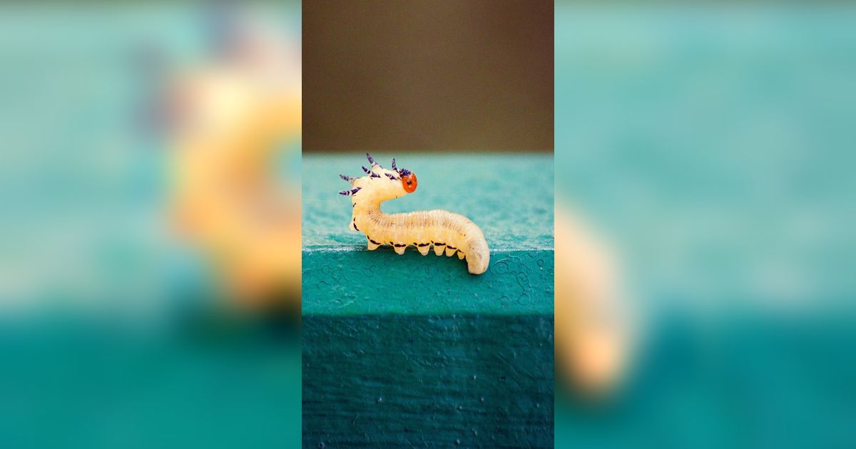 Heboh Penemuan Serangga Aneh, Spesies Baru Mirip Lalat Kecil tapi Seperti Cacing Ular