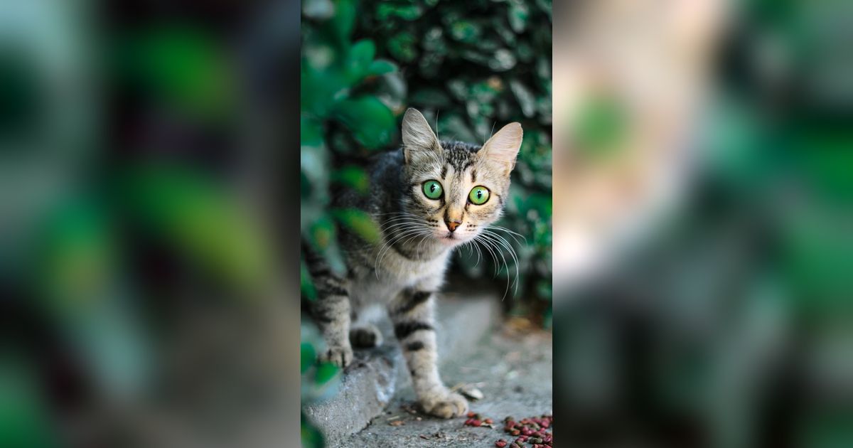 Hukum Menabrak Kucing dalam Islam dan Mitos yang Berkaitan dengan Kehamilan
