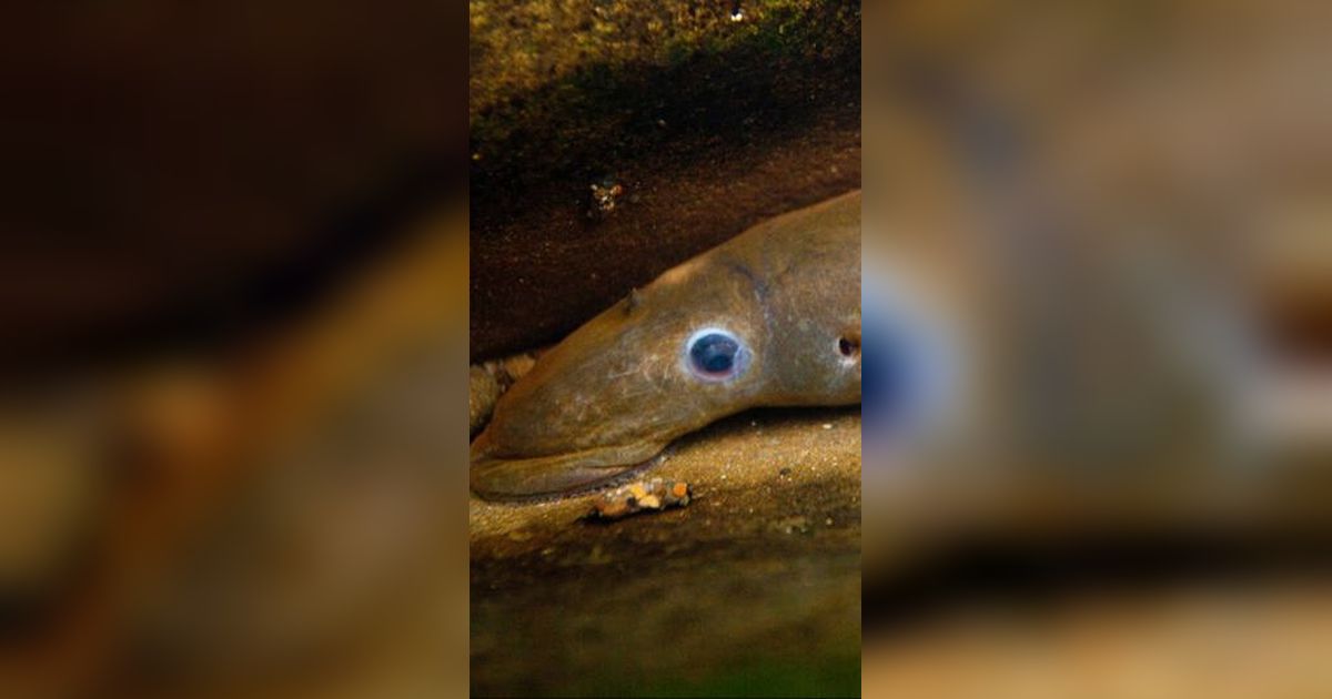 Di Sungai Ini, Telah Ditemukan Dua Spesies Baru Ikan Purba yang Masih Hidup