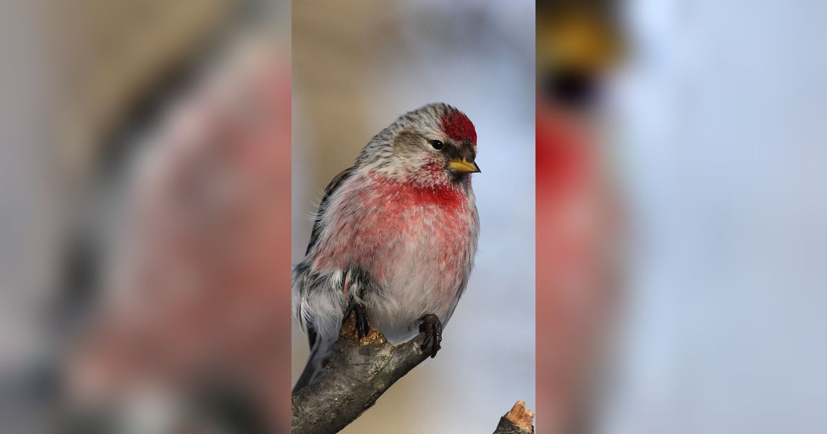 Mengenai 9 Burung Finch, Kerabat Kenari yang Banyak Tinggal di Florida