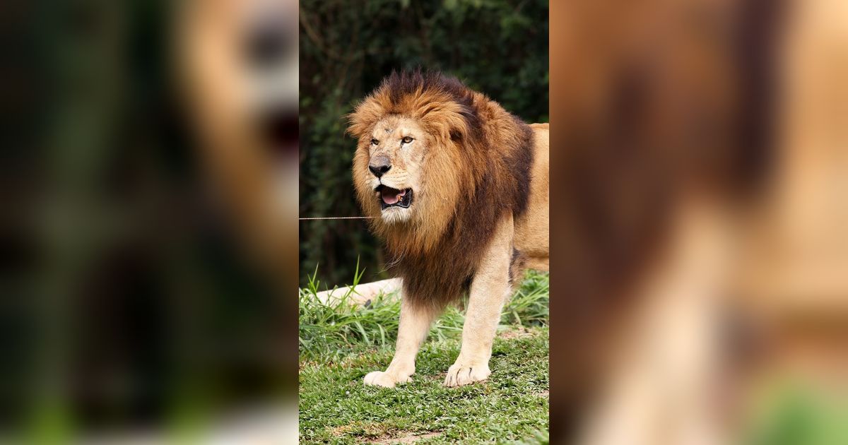 Tak Sengaja Kepalanya Ketiban Daging, Singa Ini Baper dan Marah