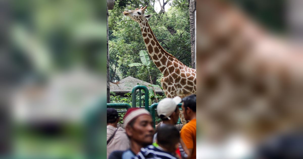 Hari Ini Taman Margasatwa Ragunan Tutup, Satwa-Satwa Istirahat