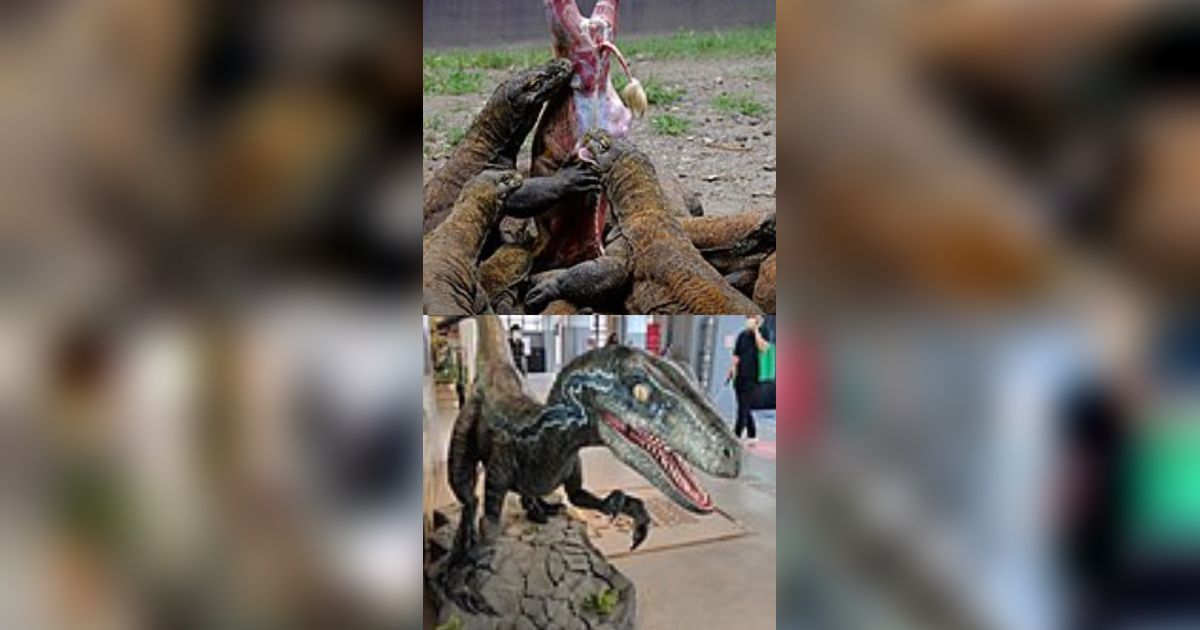 Jika Komodo dan Velociraptor Bertarung, Siapa yang Akan Menang?