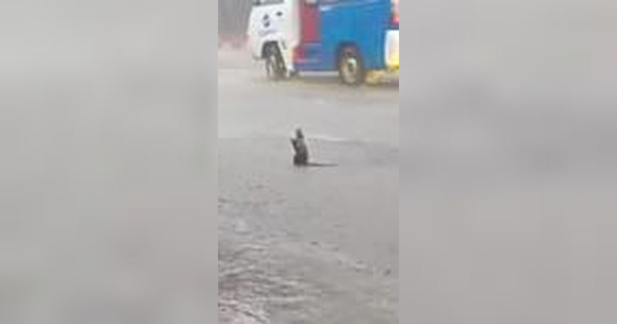 VIDEO: Kocak Abis, Tikus Ini Doa Minta Hujan hingga Loncat Kegirangan di Tengah Jalan