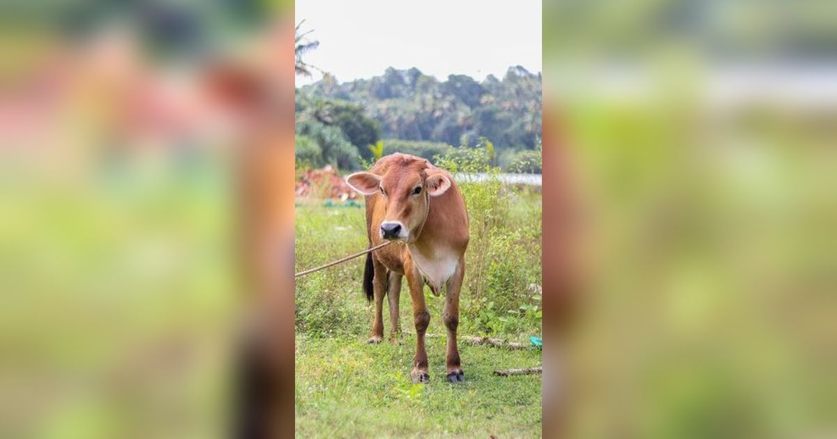 Awalnya Istri Ngidam Beli Sapi, Kini Pemuda Banyuwangi jadi Juragan Sapi Omzetnya Miliaran Rupiah