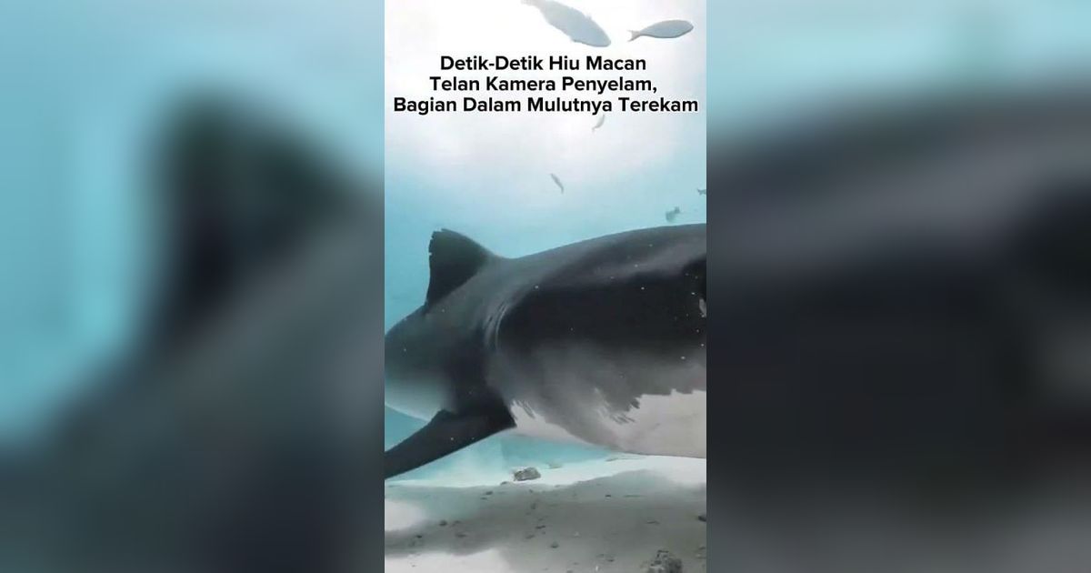 VIDEO Detik-Detik Hiu Macan Telan Kamera Penyelam, Bagian Dalam Mulutnya Terekam