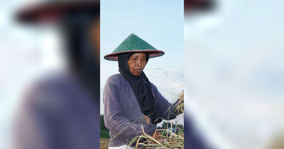 KSP Bantah Program Food Estate Gagal tapi Akui Perlu Evaluasi