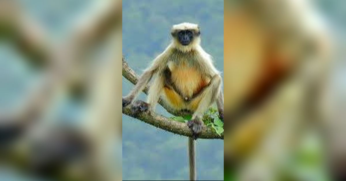 Menyambut Kelahiran Bayi Langur Langka Warna Emas, Mirip Kera Sakti