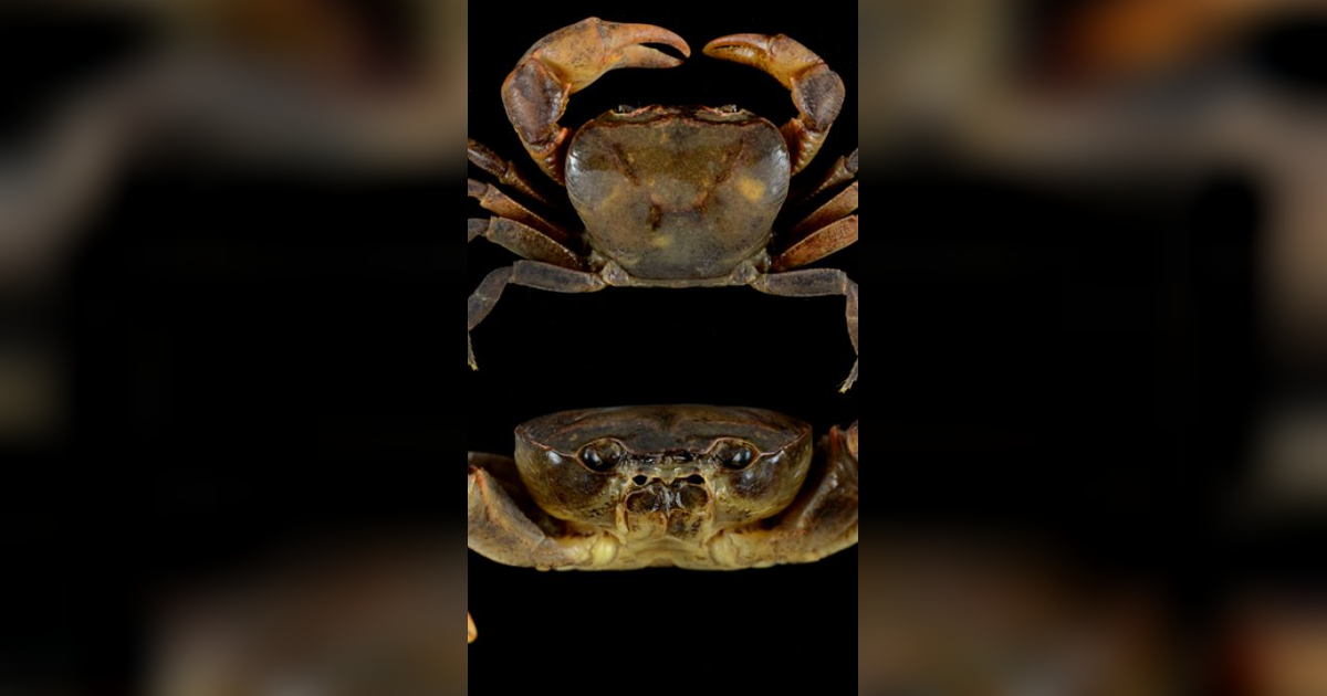 Orang Suku Maya Kuno Ternyata Makan Kepiting Air Tawar di Perayaan Tertentu