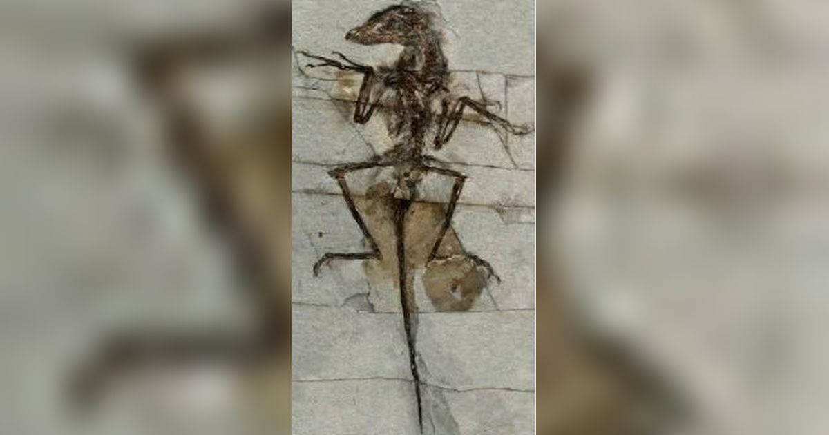 Fosil Kaki Microraptor Buktikan Perilakunya Mirip Elang saat Menangkap Mangsa
