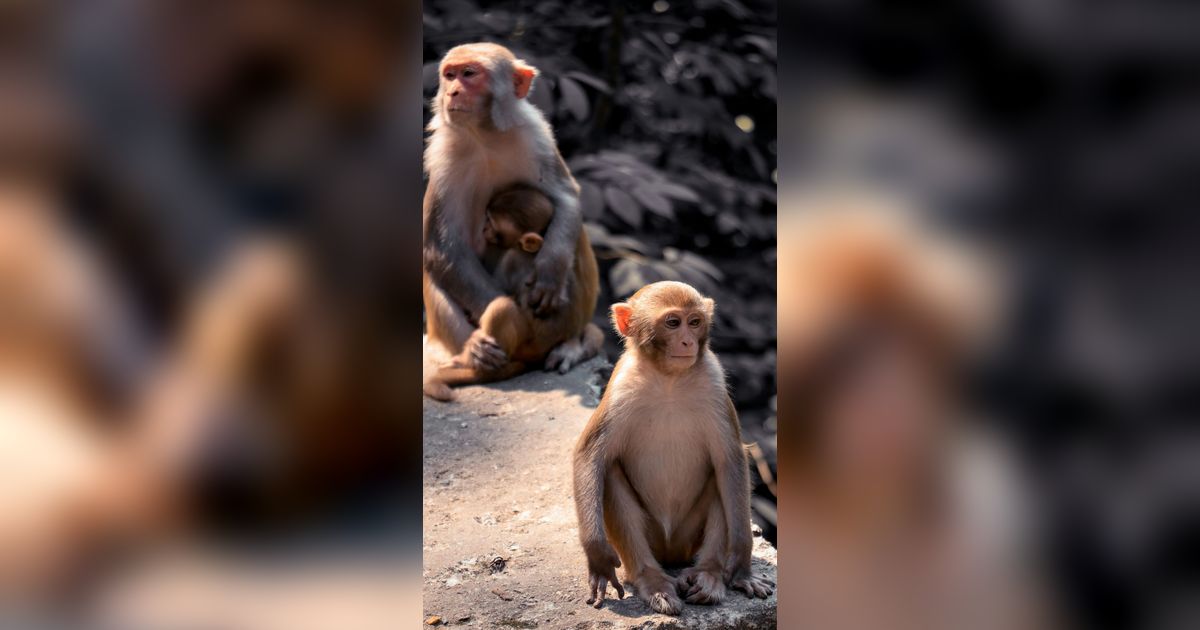 5 Arti Mimpi Dikencingi Monyet, Mana yang Sesuai Kondisi Psikologis Kamu Sekarang?
