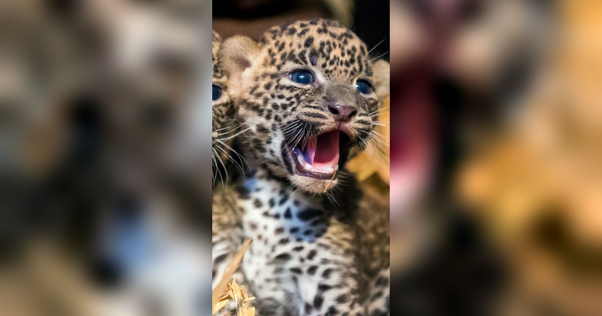 Deretan Fakta Menarik tentang Bayi Leopard, Ternyata Semua Terlahir Bermata Biru