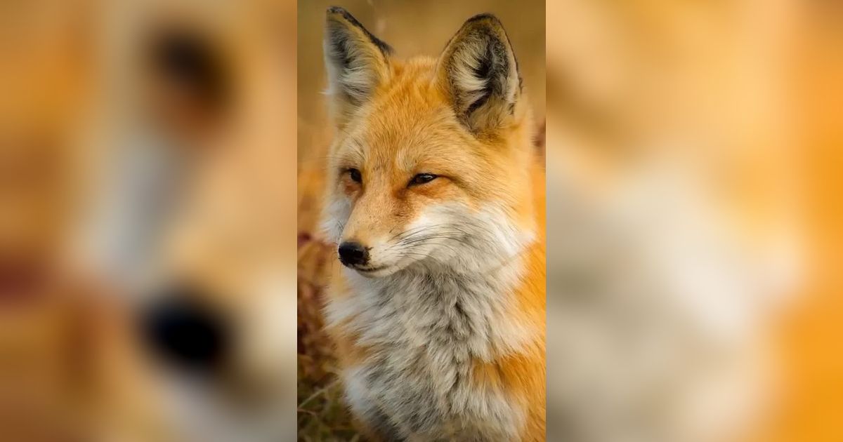 15 Hewan yang Punya Wujud Seperti Rakun dan Punya Kesamaan