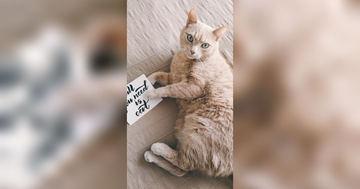 12 Arti Mimpi Melihat Banyak Kucing yang Konon Dipercaya sebagai Simbol Keberuntungan