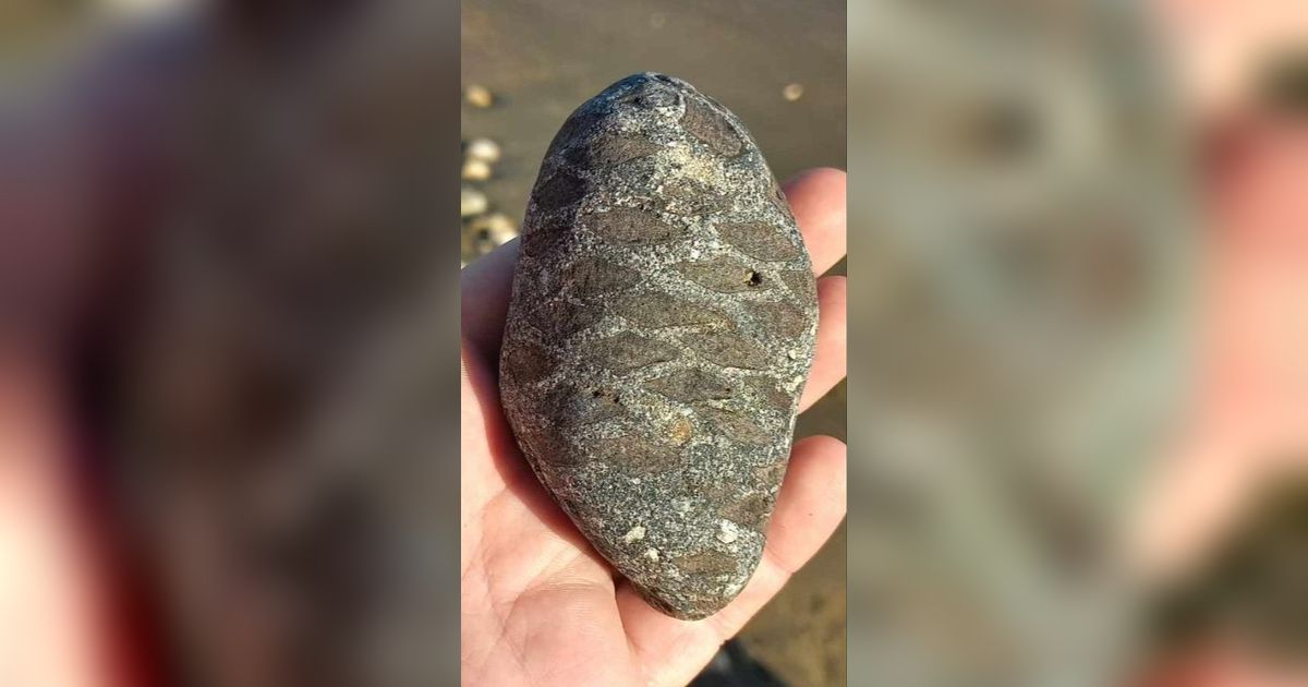 Berkah, Orang Ini Temukan Fosil Batu Buah Pinus dari Zaman Dinosaurus