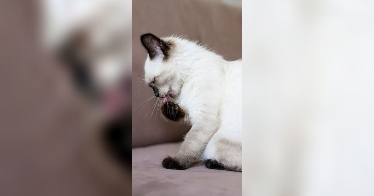 10 Penyakit Kulit yang Mengintai Kucing Kesayanganmu, Waspada!