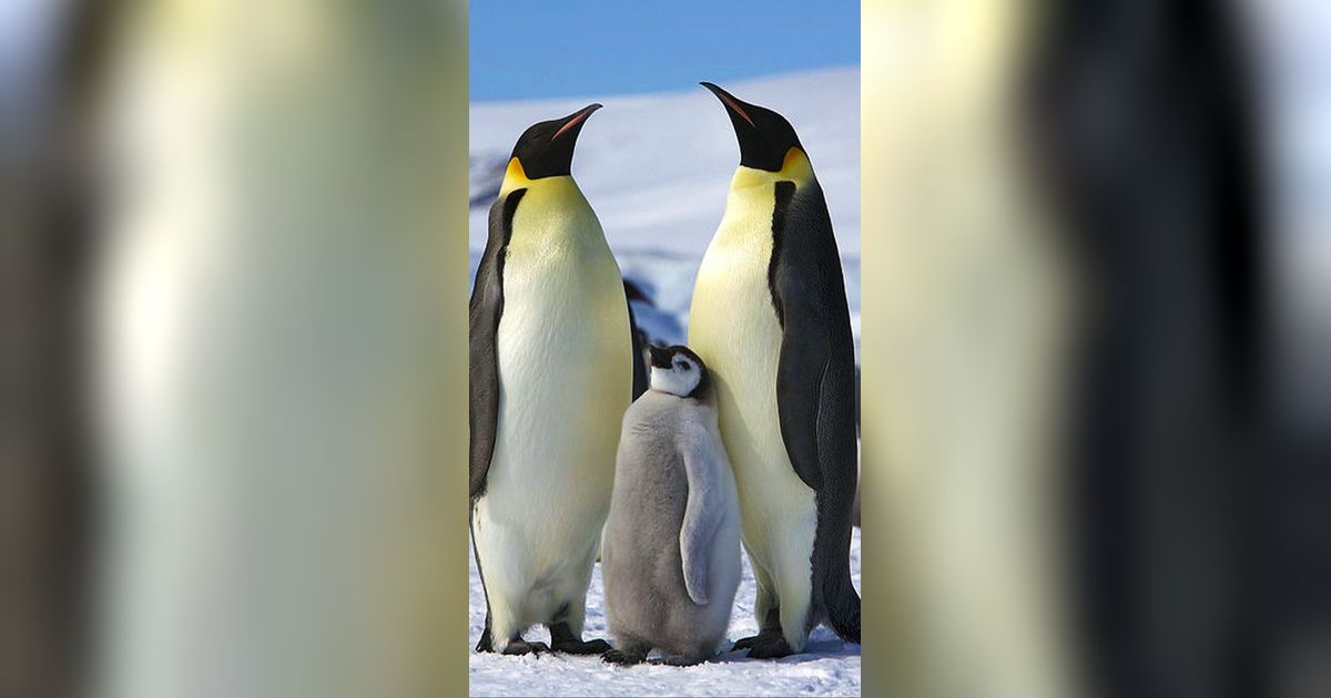 Berkat Tinjauan Satelit, Ilmuwan Temukan 4 Koloni Penguin yang Belum Pernah Terlihat Sebelumnya