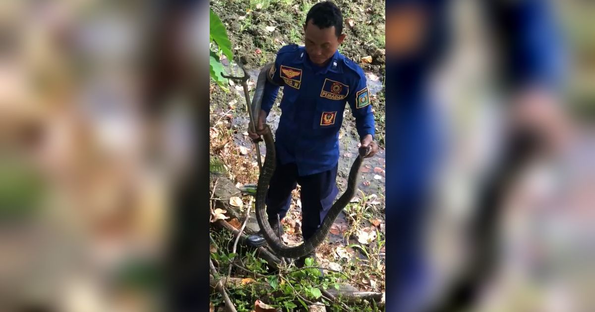 Bikin Geger, Ular Kobra Sepanjang Tiga Meter Muncul dari Rumah Makan