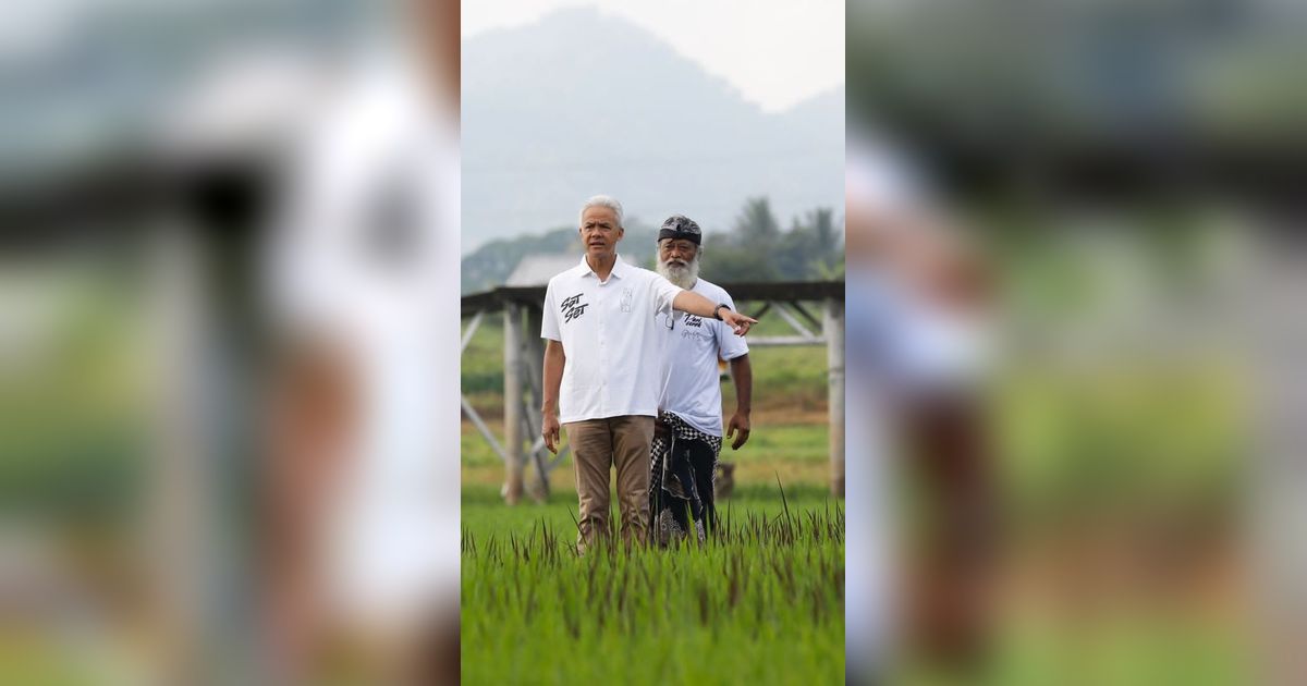 Kreatif! Seniman Pari Corek Semarang Bikin Gambar Ganjar-Mahfud di Sawah, Begini Penampakannya