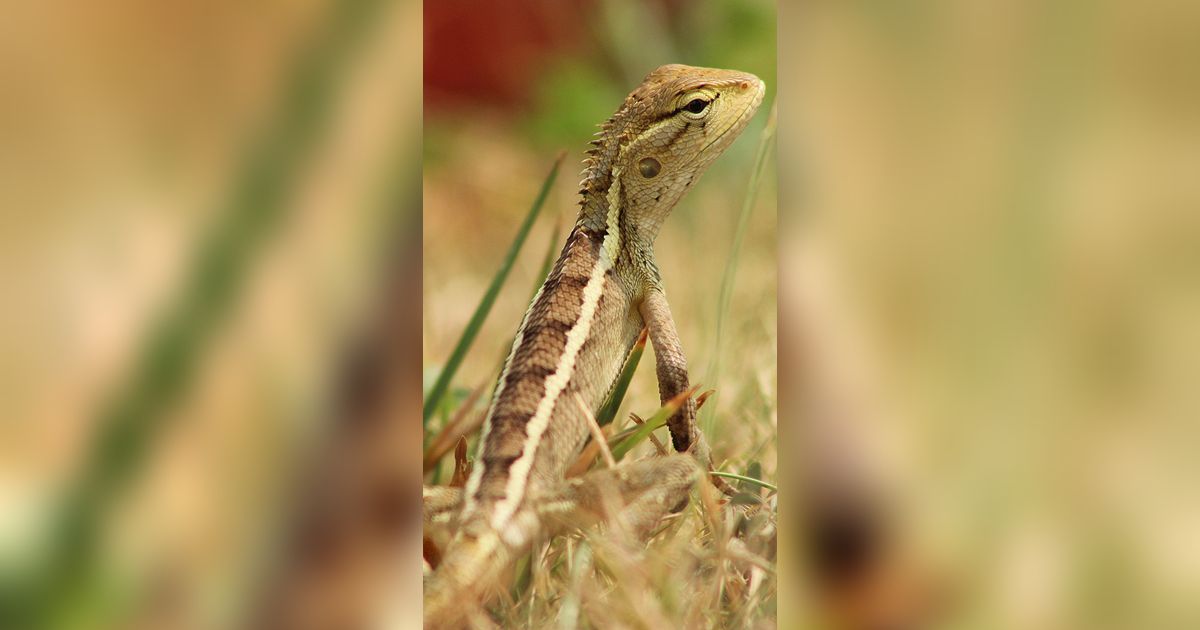 Ilmuwan Temukan Spesies Kadal Baru di Asia, Bentuknya Cantik