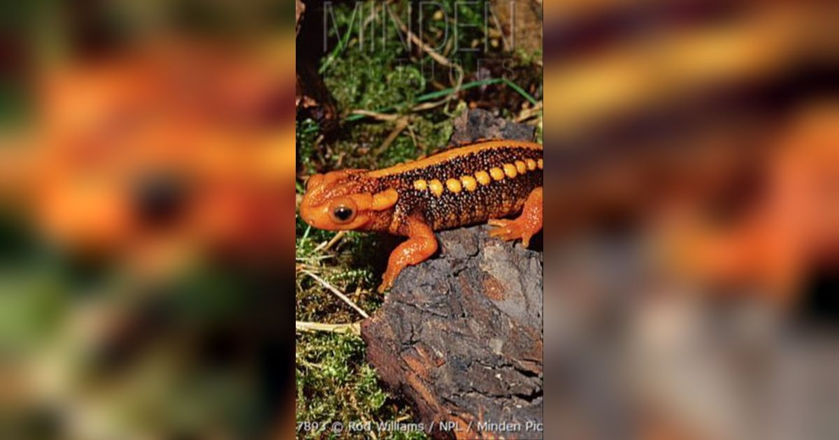 Jenis Buaya Baru dari Spesies Salamander Ditemukan, Ukuran Mungil hanya 6 cm!