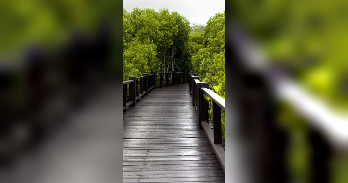 7 Wisata Mangrove di Indonesia, Sajikan Pemandangan Alam Hijau yang Asri