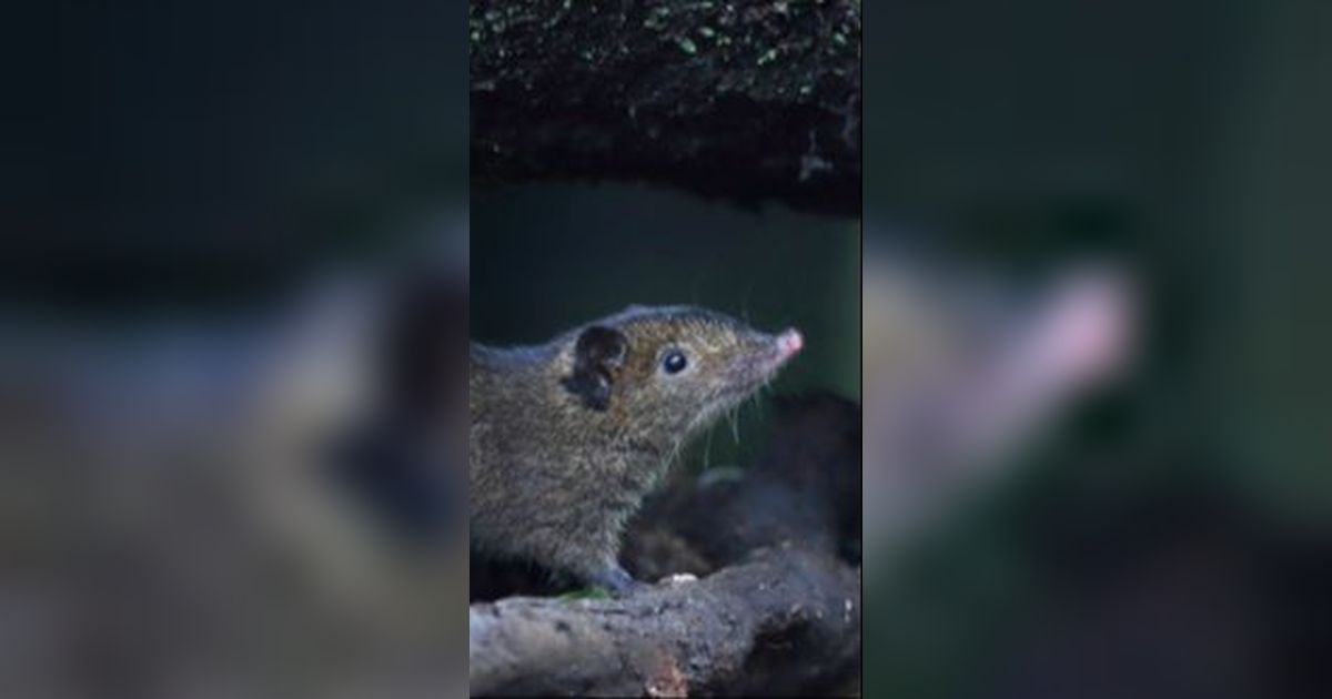 Unik, 5 Spesies Baru Landak Berduri Lunak Ditemukan dan Bentuknya Imut