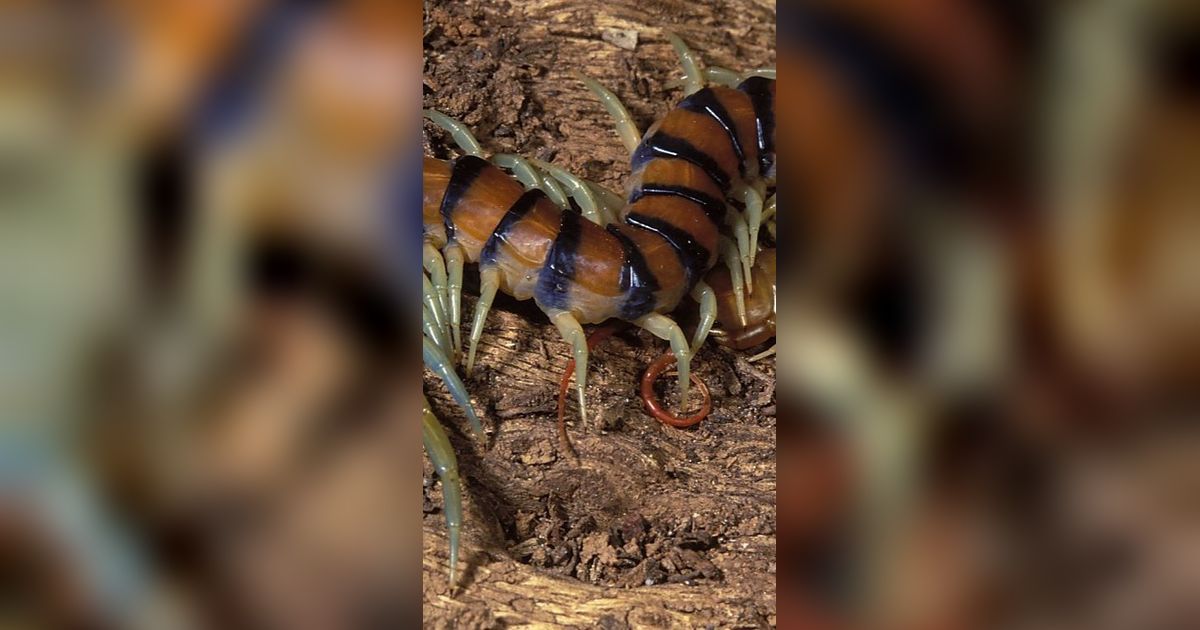 Ilmuwan Temukan Arthropoda Mirip Udang dengan Tiga Mata dan Bentuk Aneh