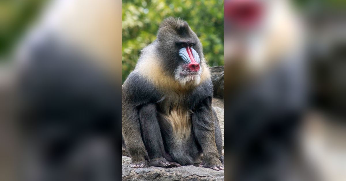 8 Jenis Primata Paling Berbahaya di Dunia, Jangan Dekat-Dekat